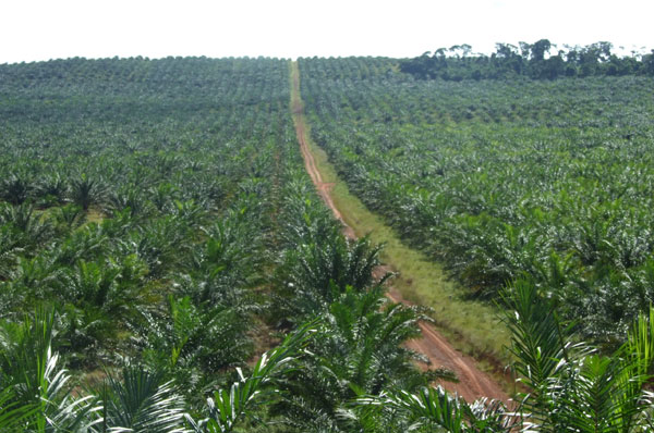 palm-oil-fields