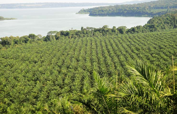 plantations
